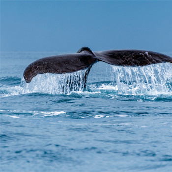 Nachhaltigkeit & Compliance - Unternehmensberatung für Corporate Social Responsibility CSR, ESG, CSRD, Beratung und Nachhaltigkeitsberichte Nachhaltigkeit & Compliance - Unternehmensberatung für Corporate Social Responsibility CSR, ESG, CSRD, Beratung und Nachhaltigkeitsberichte